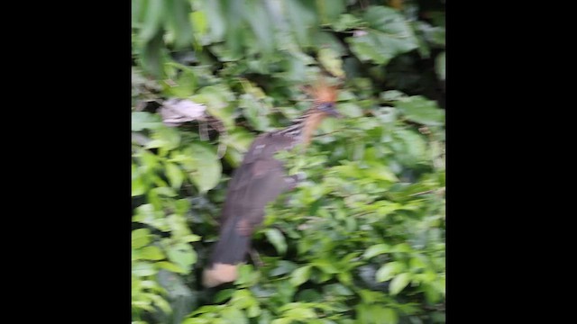 Hoatzin - ML638409033