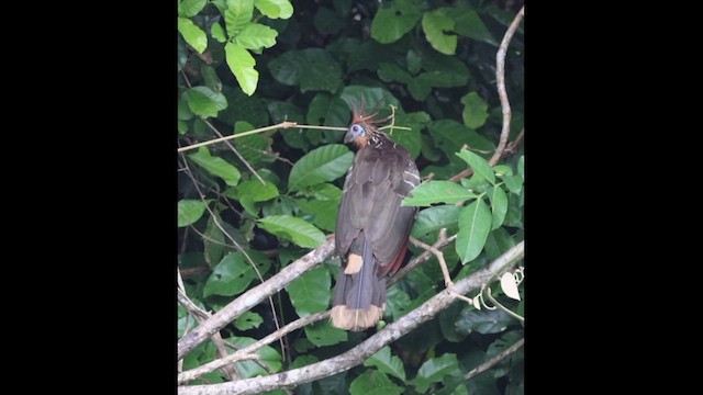 Hoatzin - ML638409035