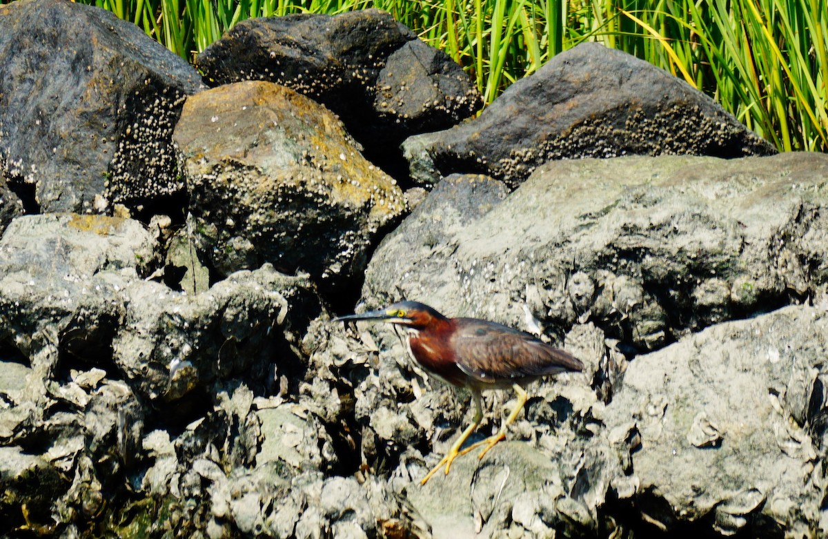 Green Heron - ML638409041