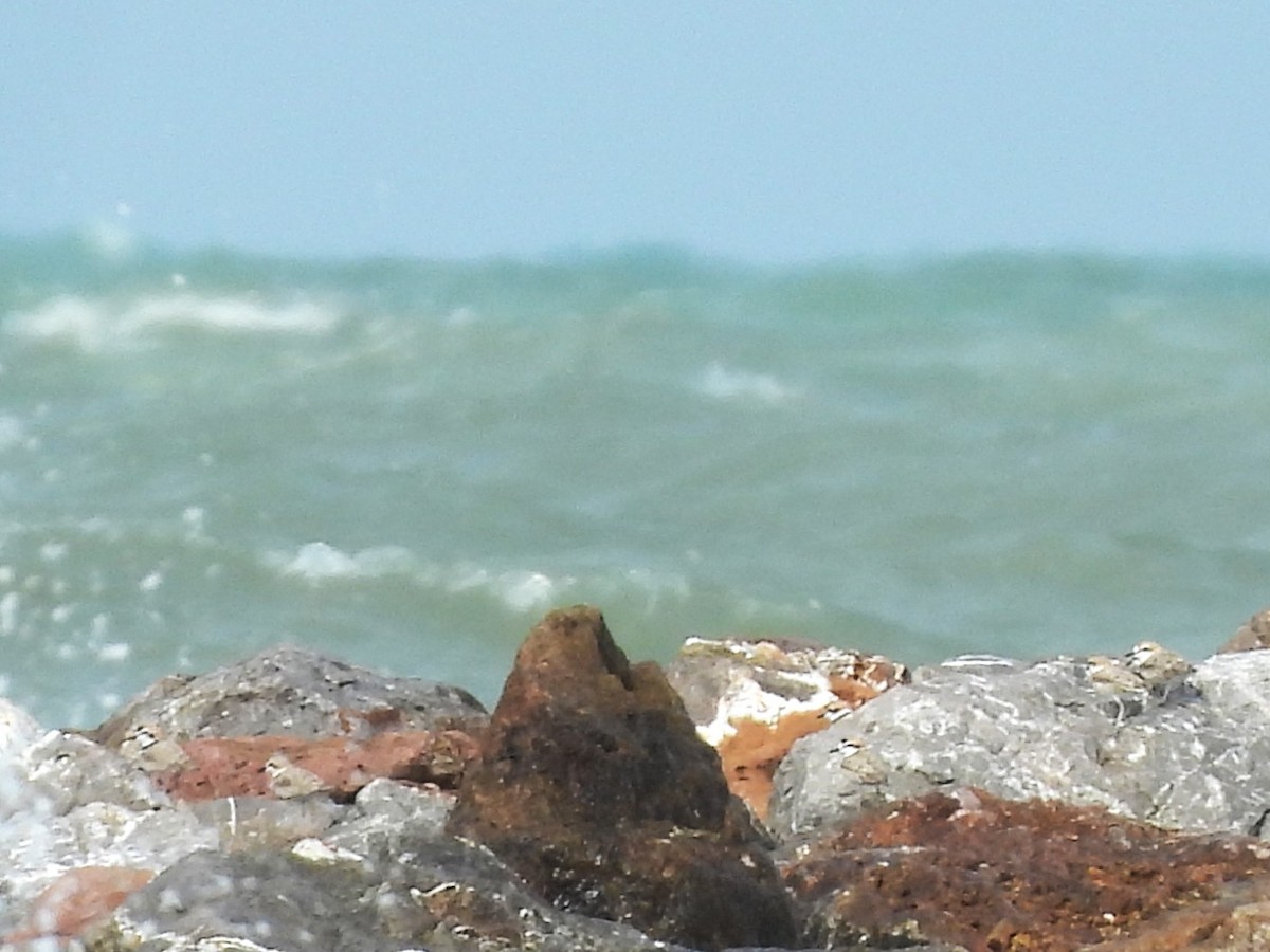 Malaysian Plover - ML638409043