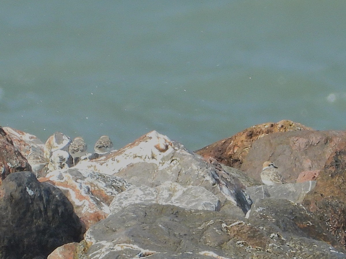 Malaysian Plover - ML638409045