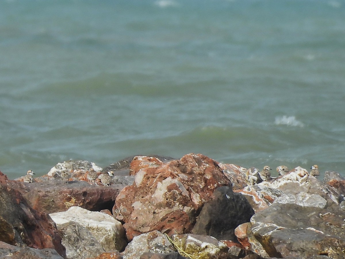 Malaysian Plover - ML638409047
