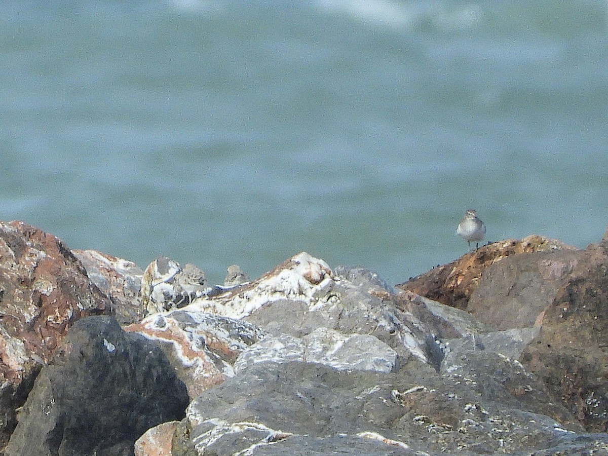 Malaysian Plover - ML638409048