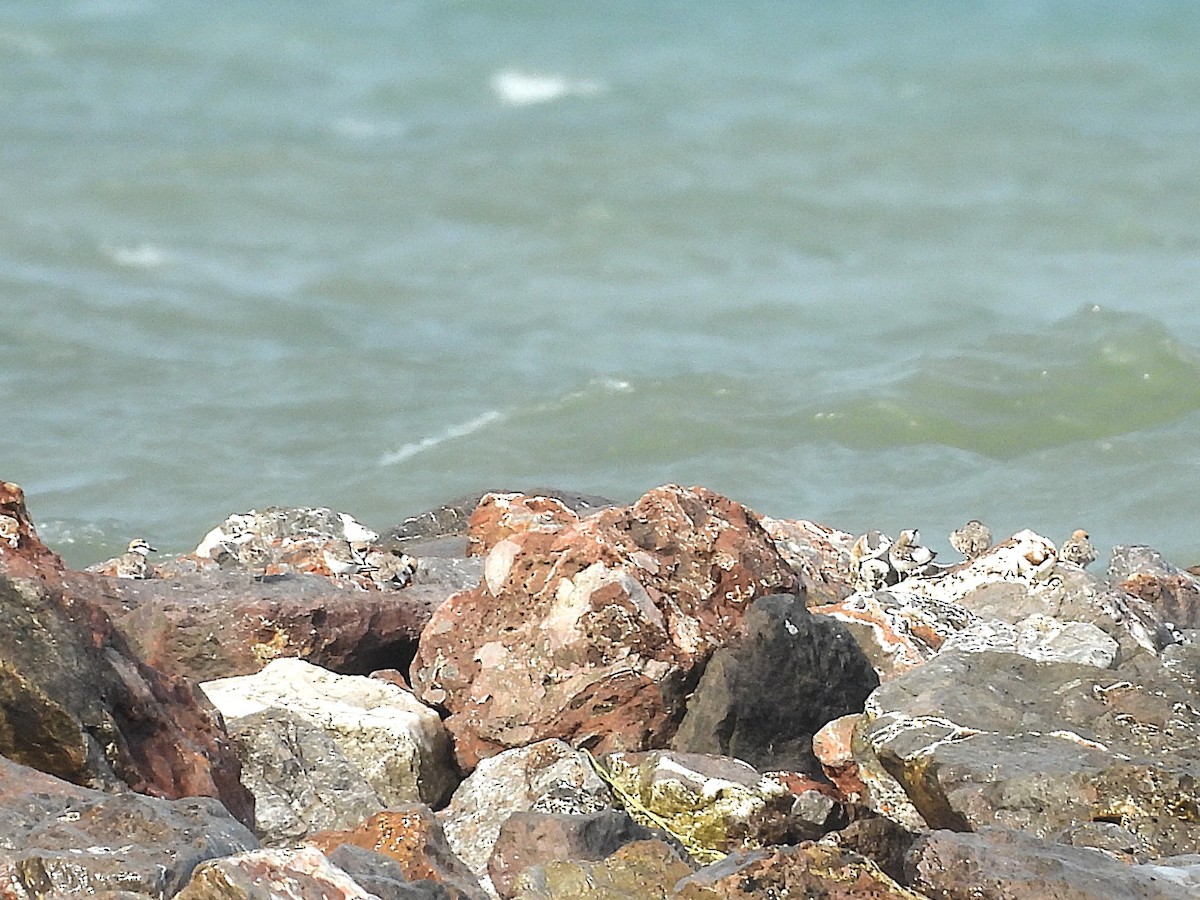 Malaysian Plover - ML638409049