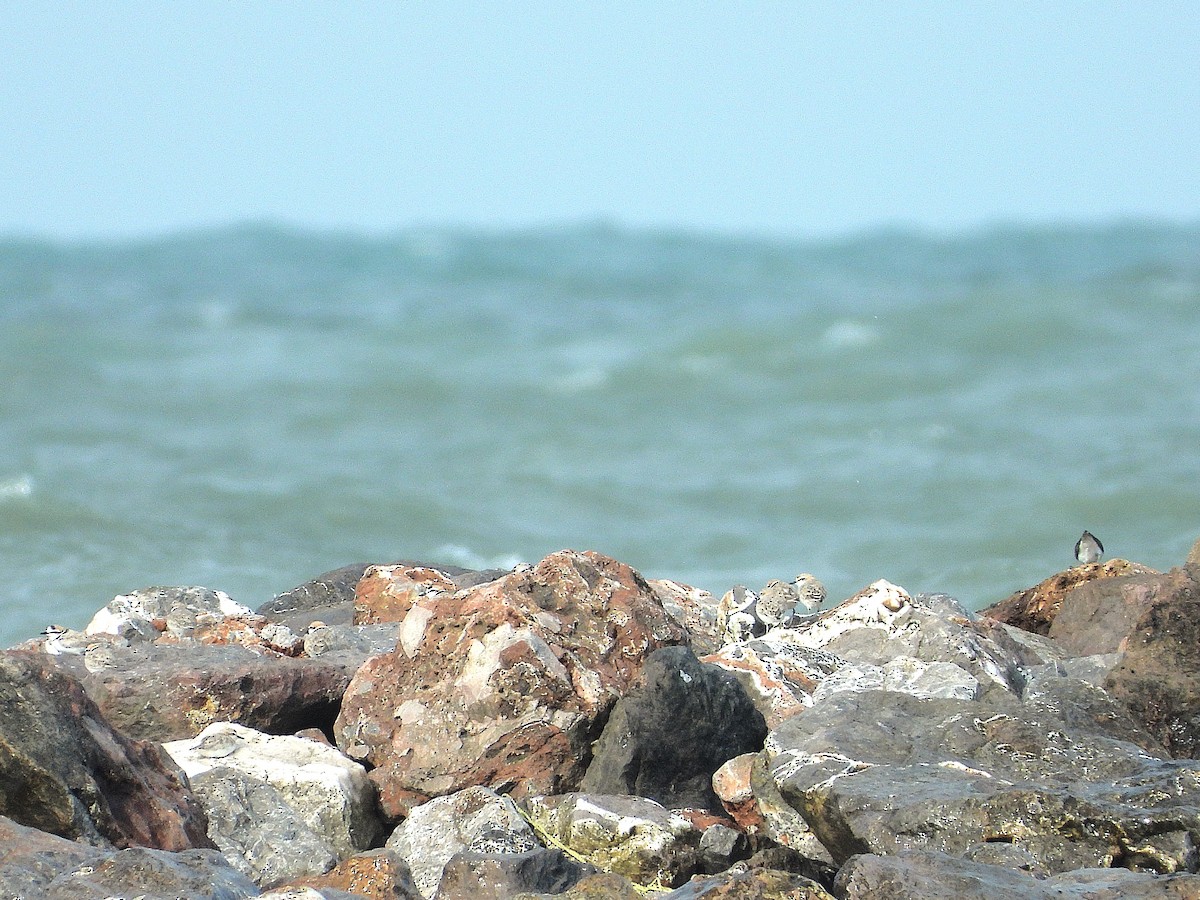 Malaysian Plover - ML638409050