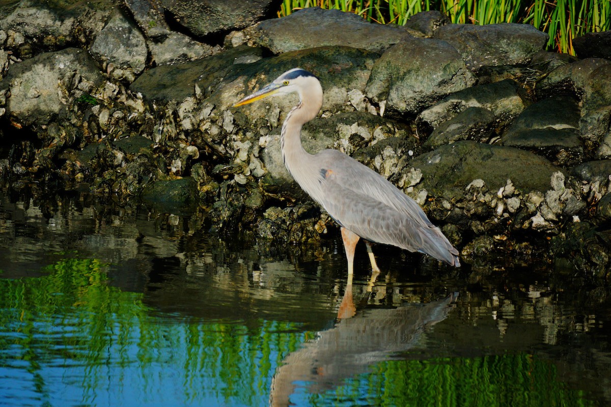 Great Blue Heron - ML638409054
