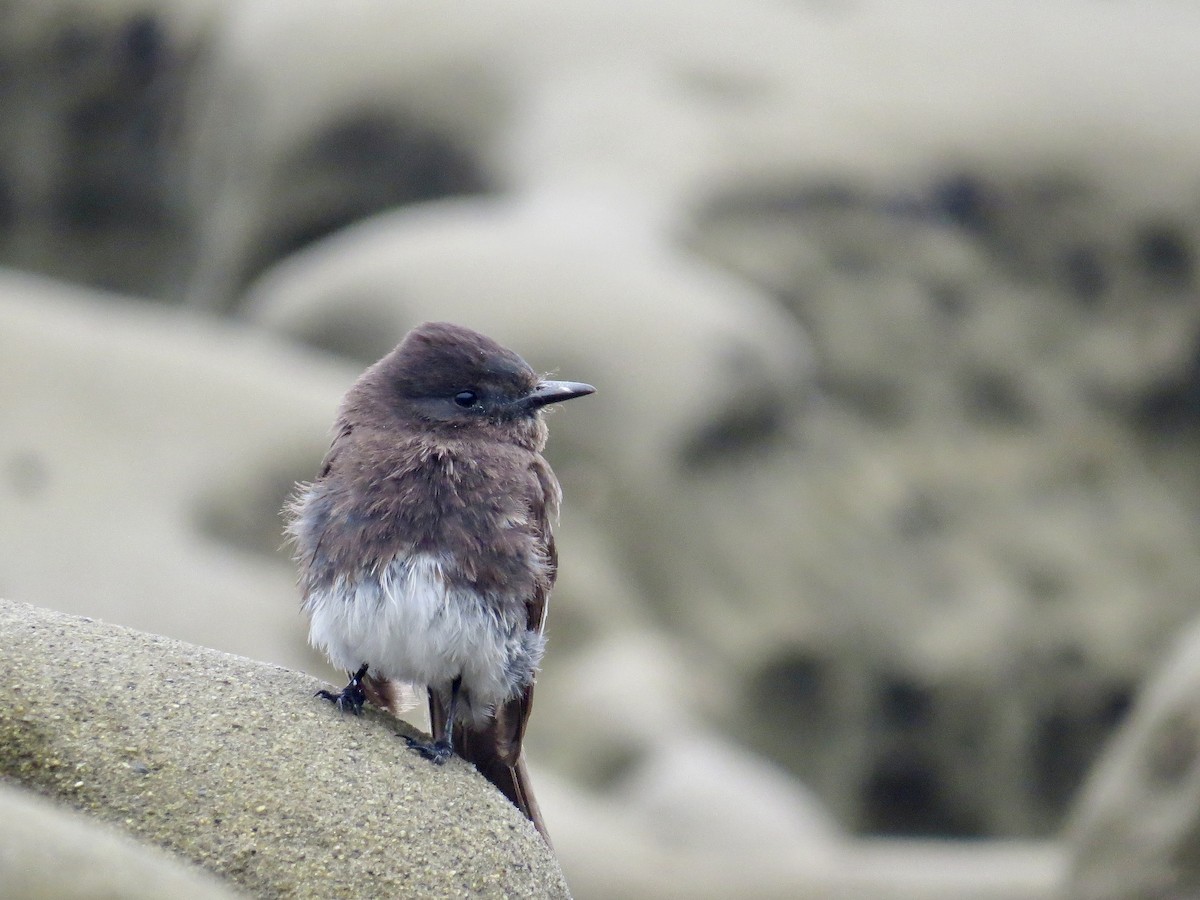 Black Phoebe (Northern) - ML638409055