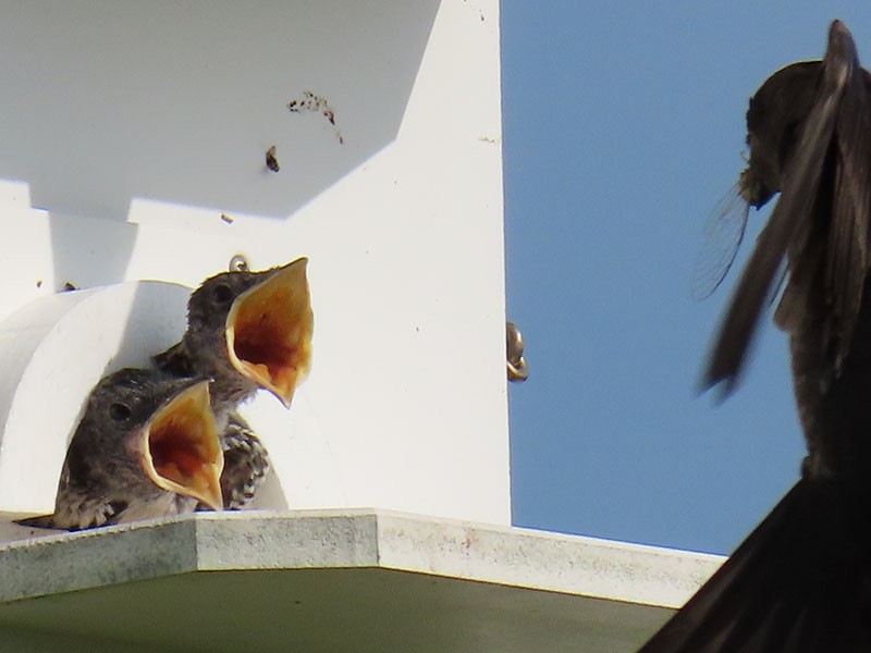 Purple Martin - ML638409057