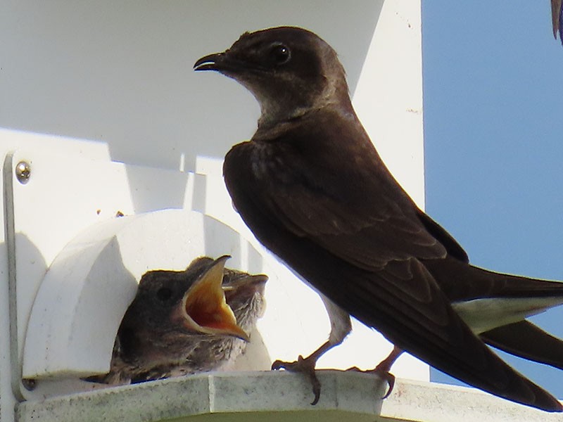 Purple Martin - ML638409059
