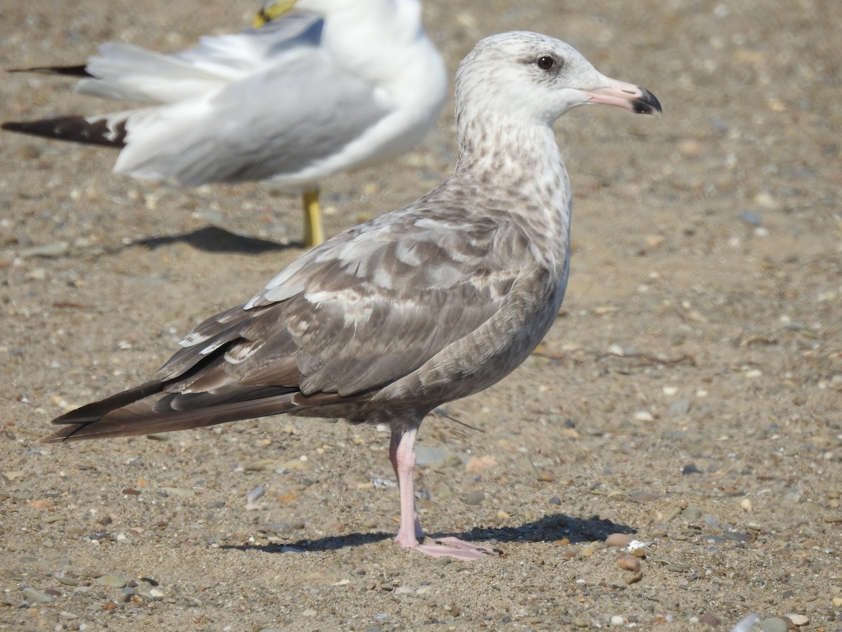 American Herring Gull - ML638409061