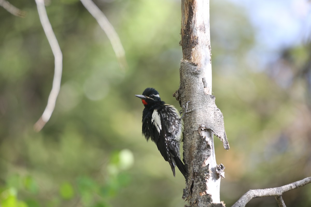 Williamson's Sapsucker - ML638409062