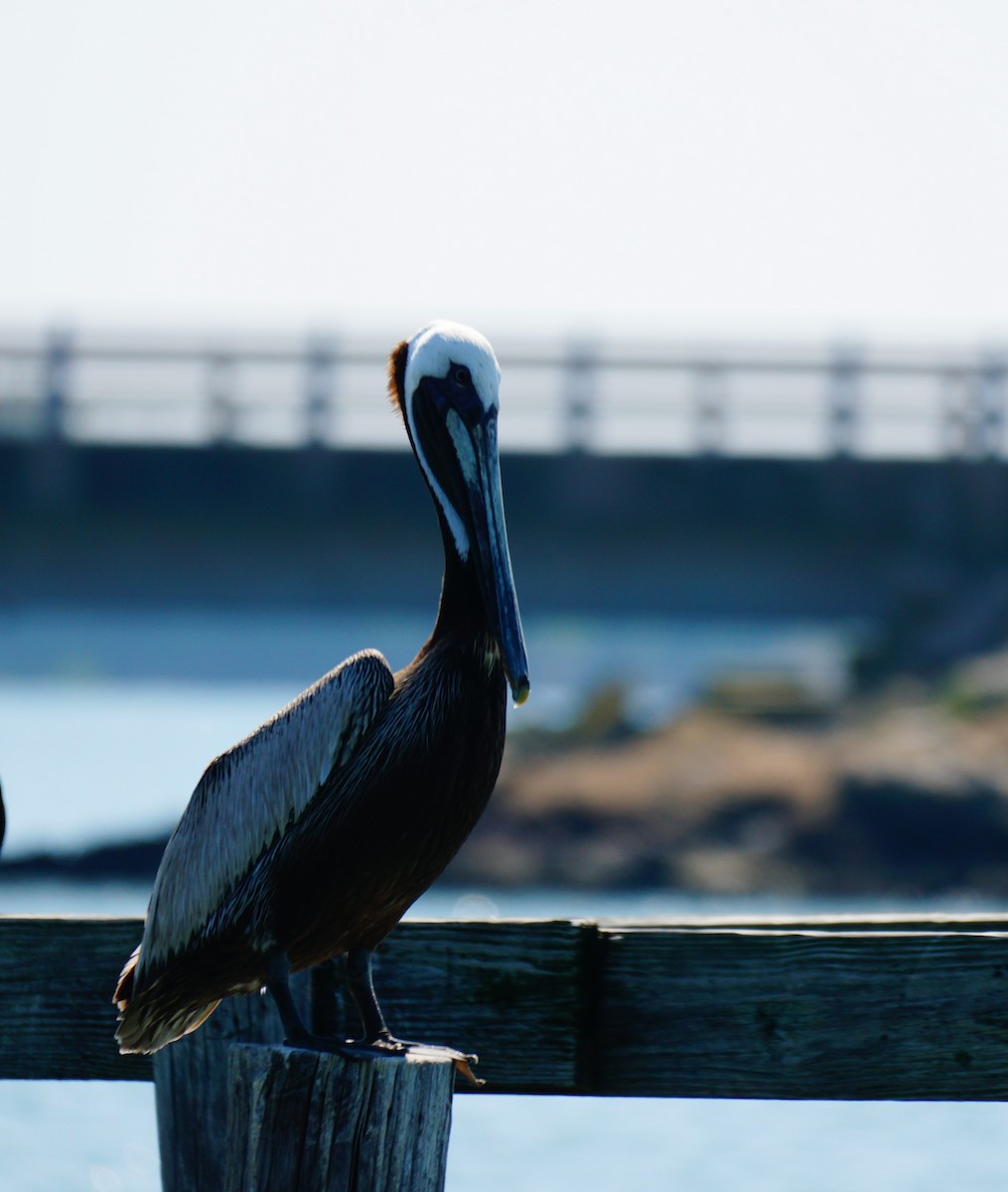 Brown Pelican - ML638409088