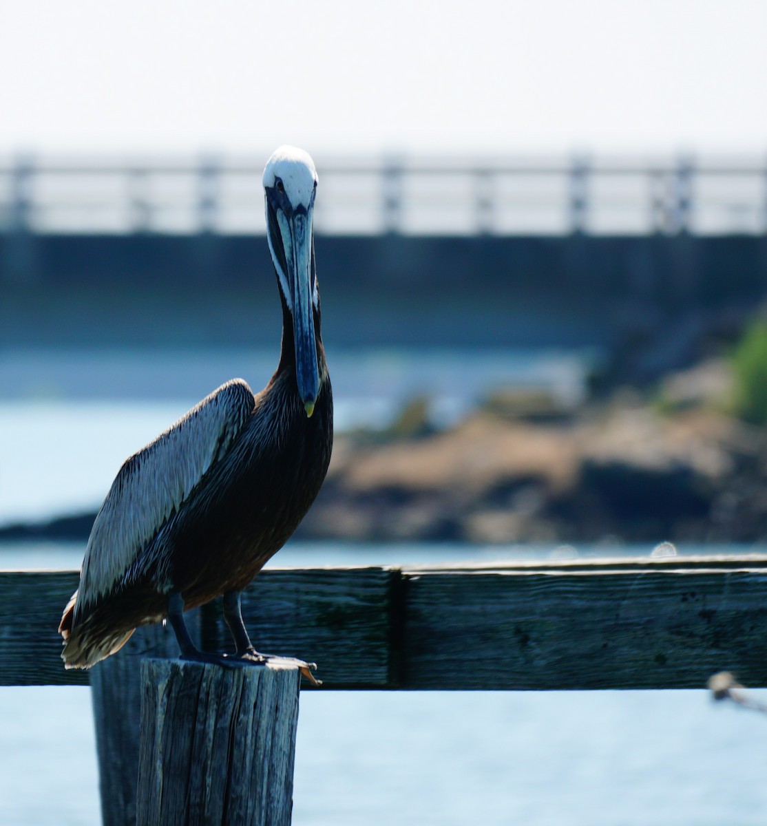Brown Pelican - ML638409089