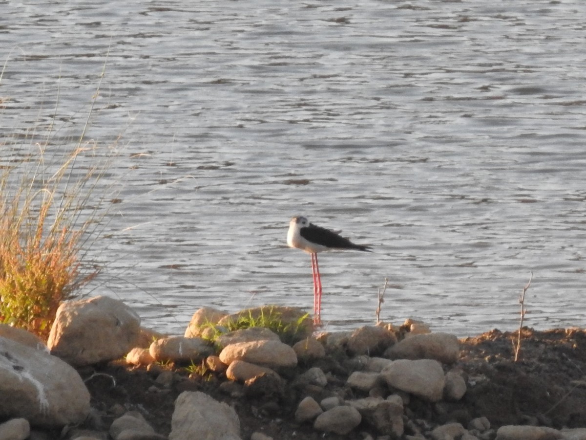 Black-winged Stilt - ML638409163