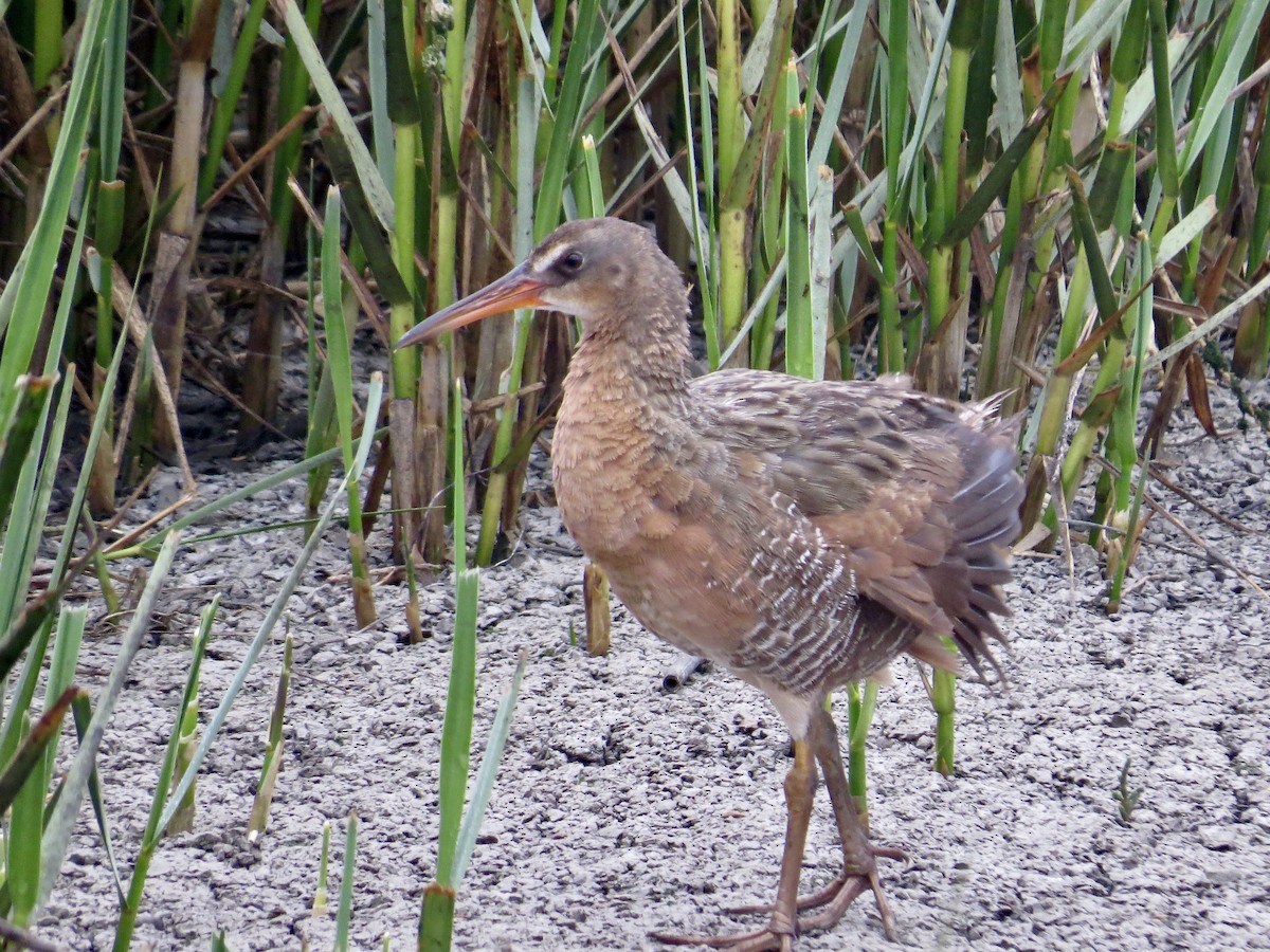 Ridgway's Rail (Light-footed) - ML638409181