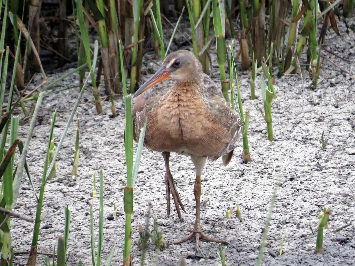 Ridgway's Rail (Light-footed) - ML638409186