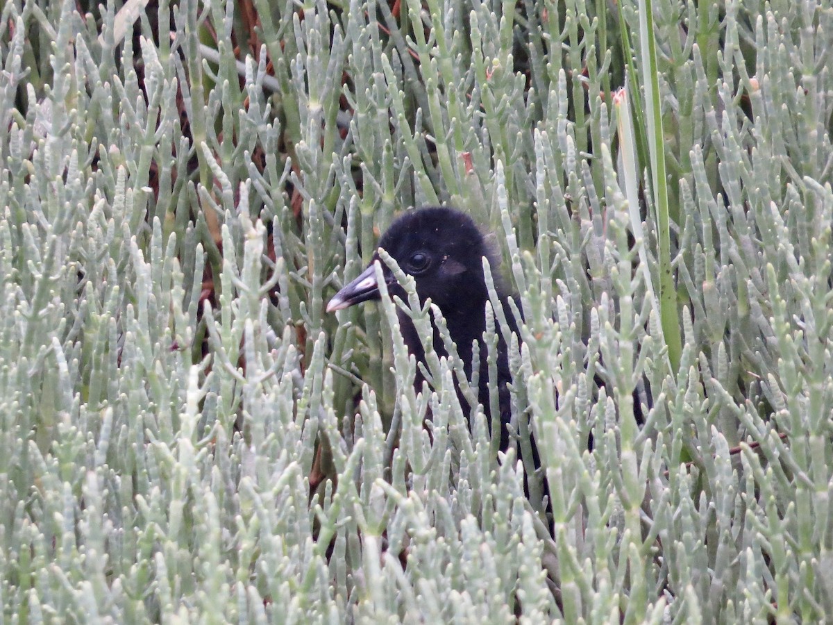 Ridgway's Rail (Light-footed) - ML638409187