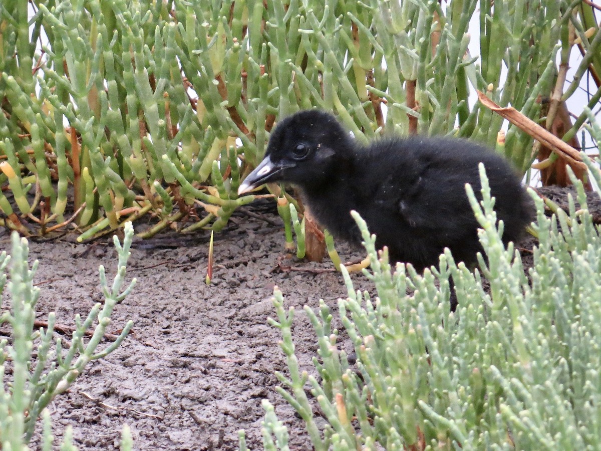 Ridgway's Rail (Light-footed) - ML638409196