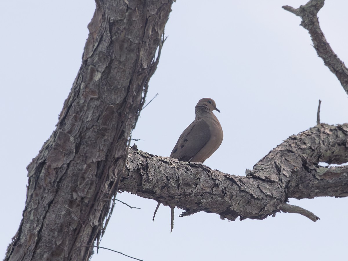 Mourning Dove - ML638409197
