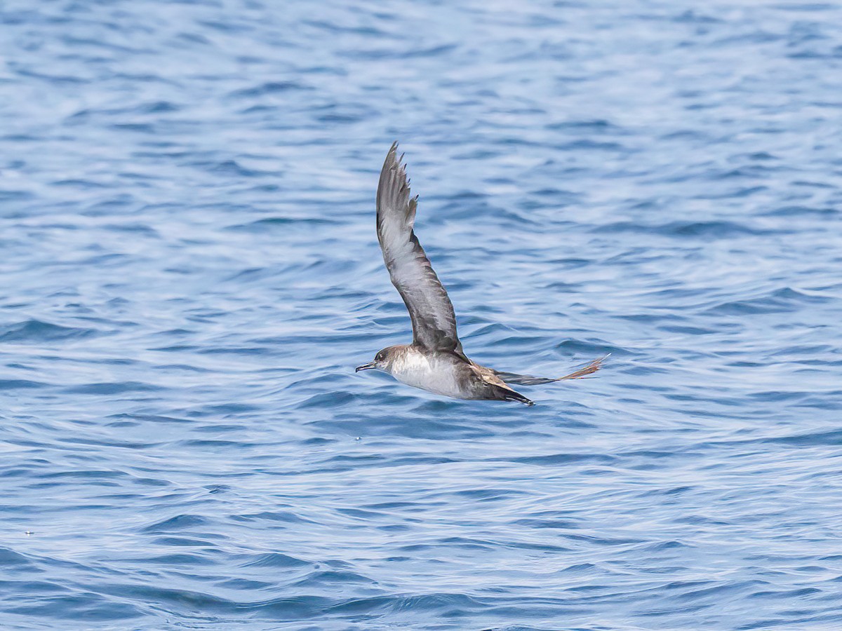 Balearic Shearwater - ML638409202