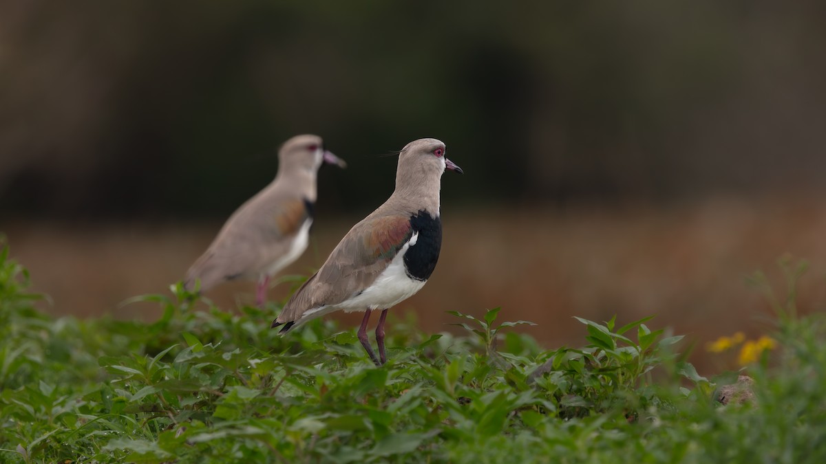 Southern Lapwing - ML638409203