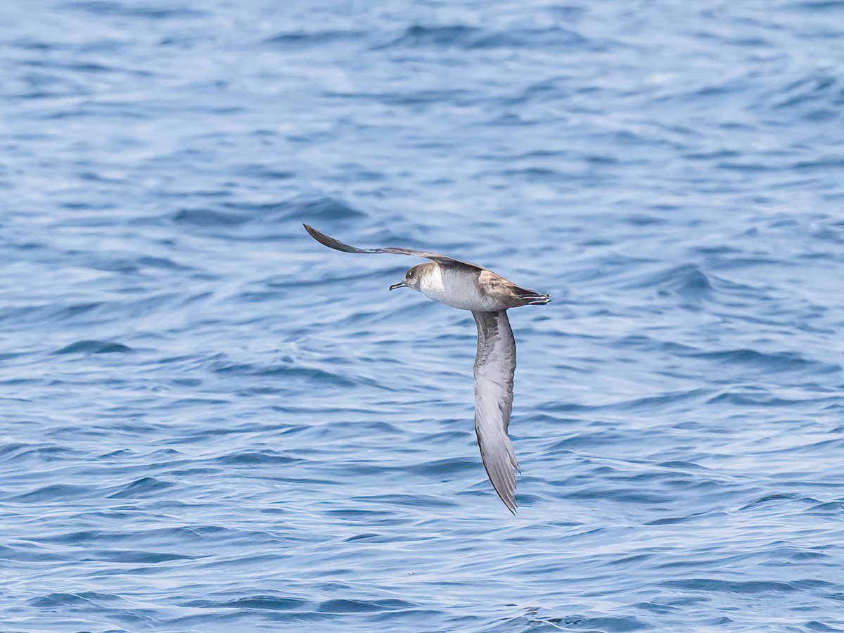 Balearic Shearwater - ML638409205