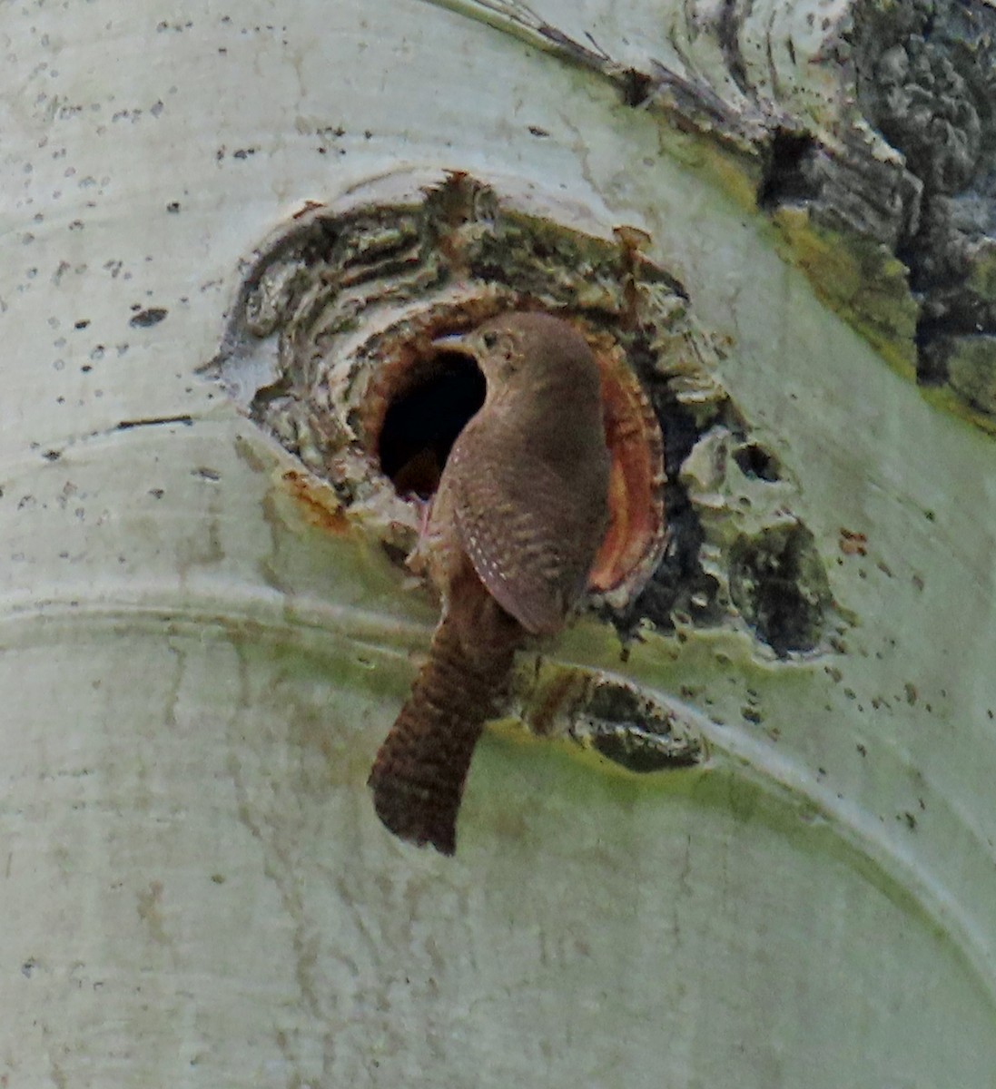 Northern House Wren - ML638409206
