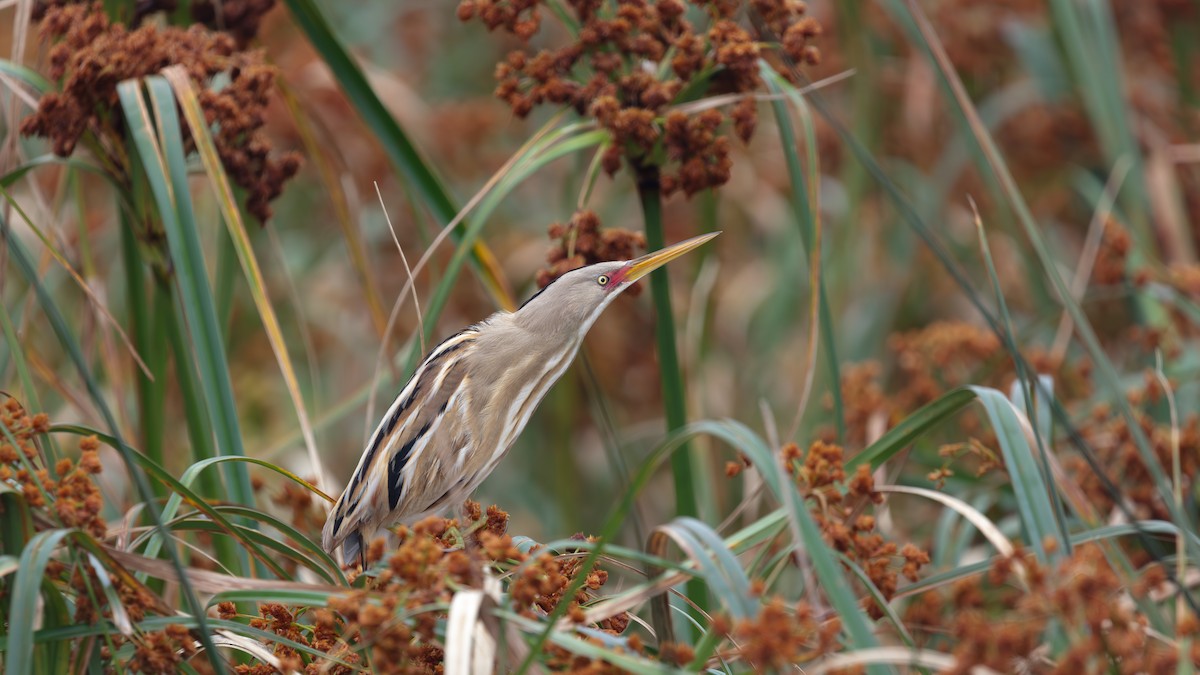 Stripe-backed Bittern - ML638409207