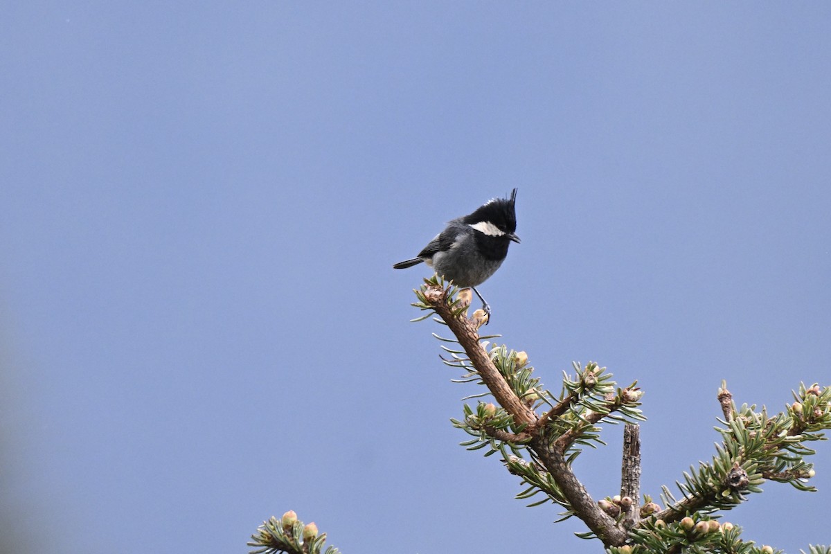 Rufous-vented Tit - ML638409209