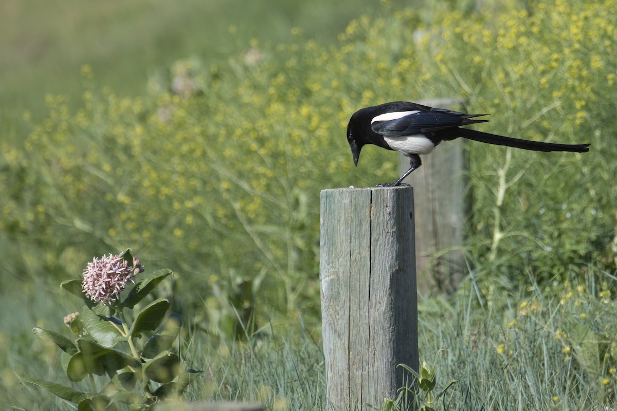 Black-billed Magpie - ML638409211