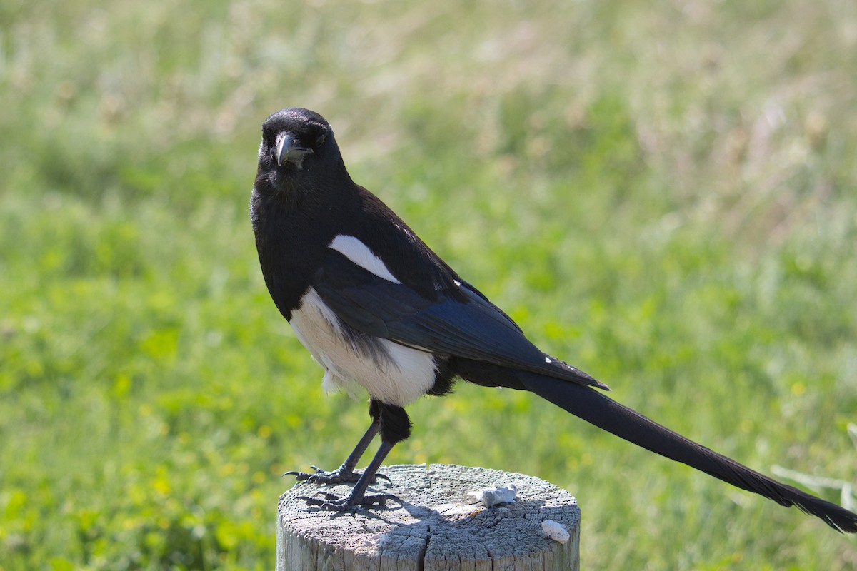 Black-billed Magpie - ML638409212