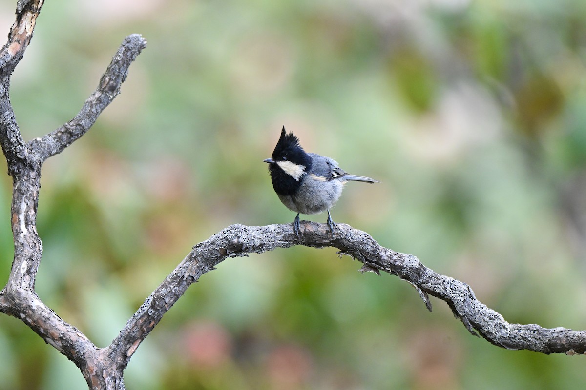 Rufous-vented Tit - ML638409218