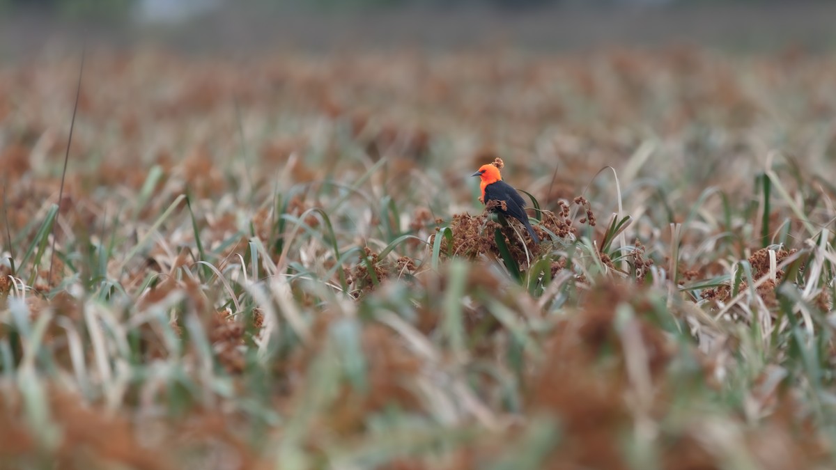 Scarlet-headed Blackbird - ML638409220