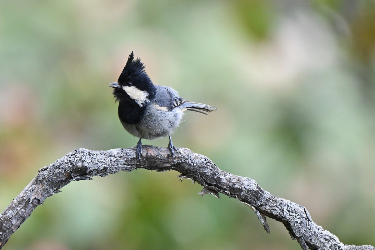 Rufous-vented Tit - ML638409222