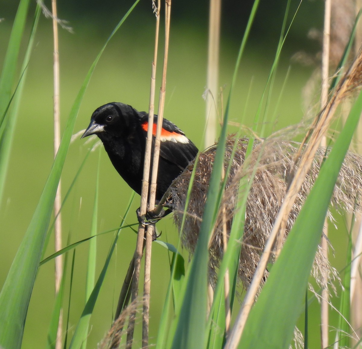 Red-winged Blackbird - ML638409223