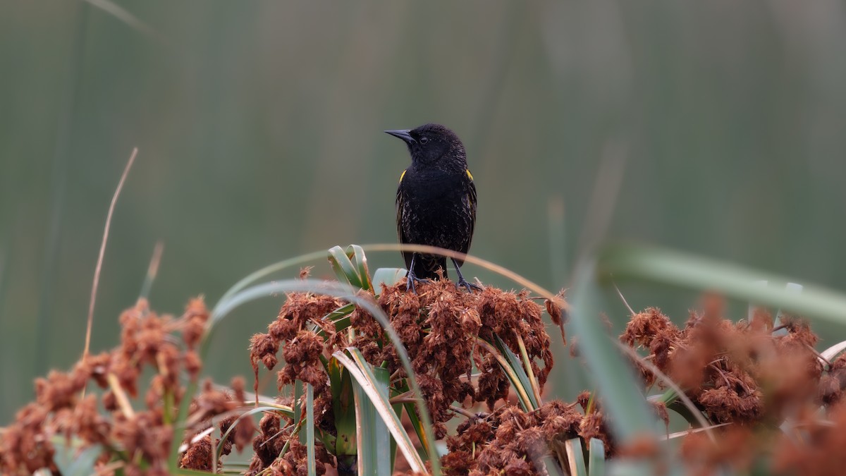 Yellow-winged Blackbird - ML638409224