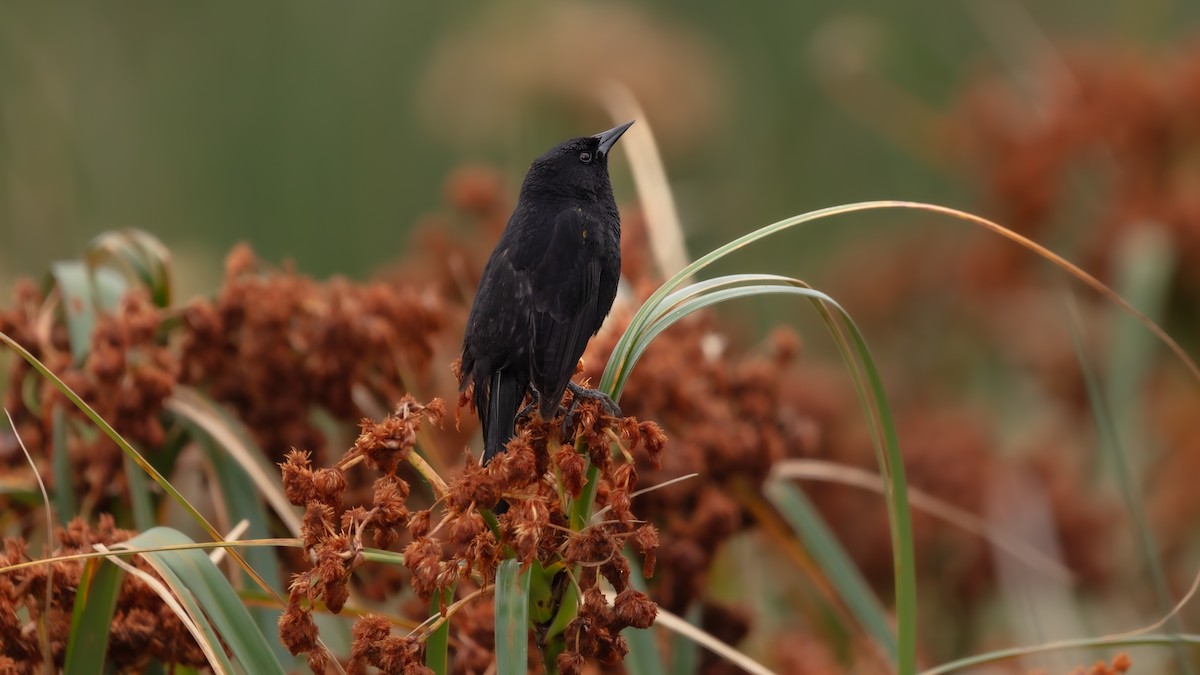 Yellow-winged Blackbird - ML638409225