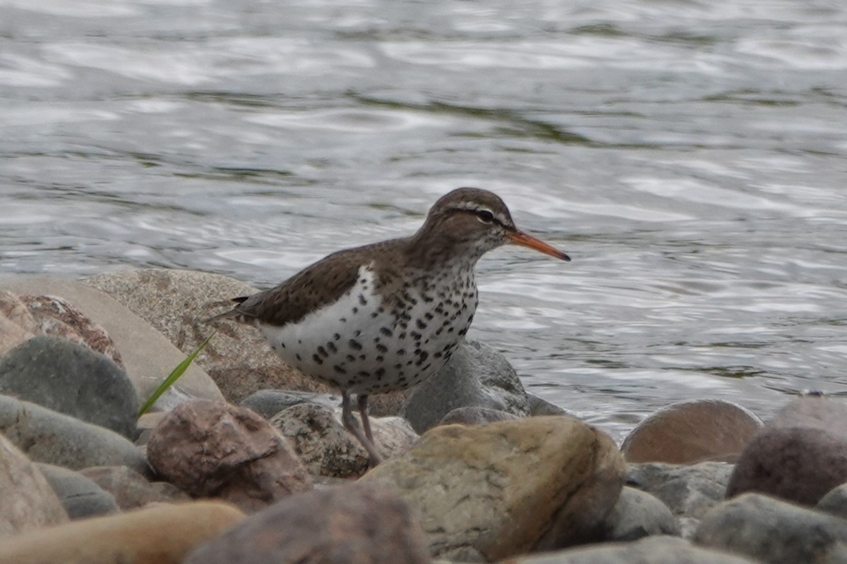 Spotted Sandpiper - ML638409226
