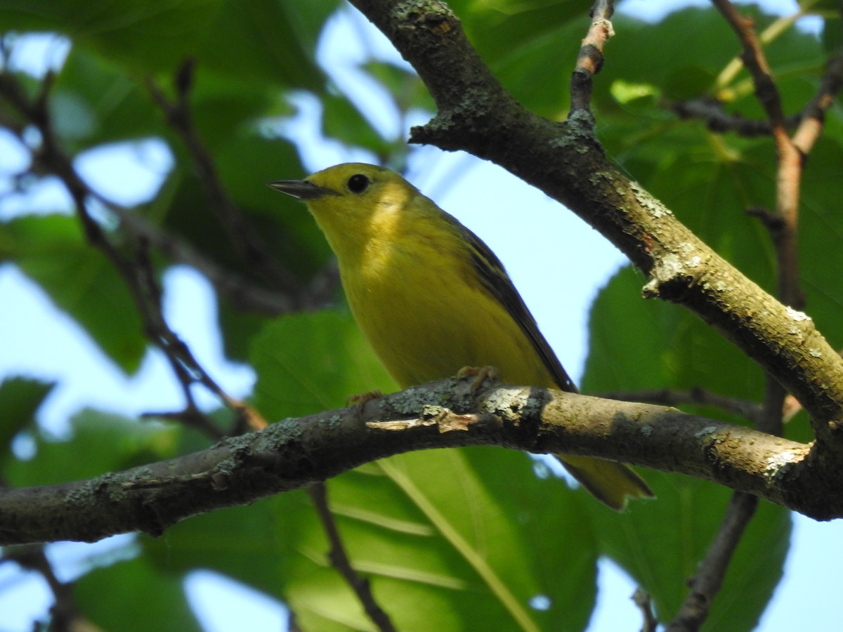 Yellow Warbler - ML638409227