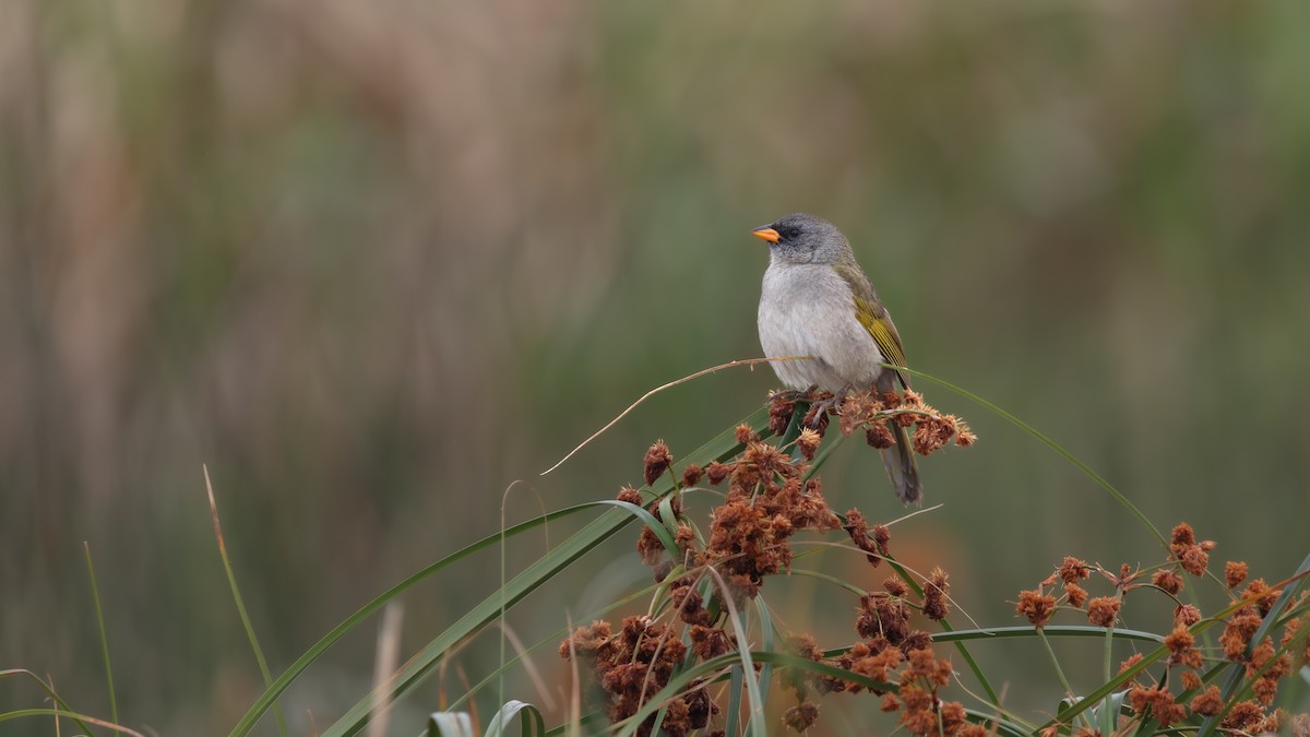 Great Pampa-Finch - ML638409228