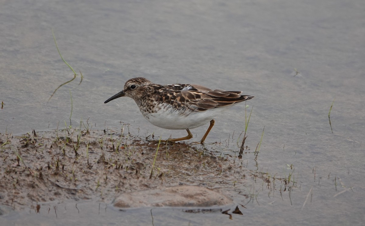 Least Sandpiper - ML638409229
