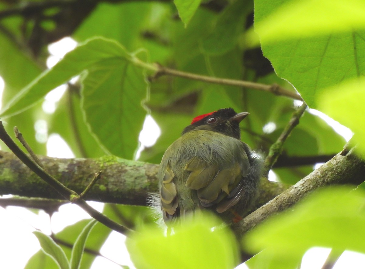 Long-tailed Manakin - ML638409230