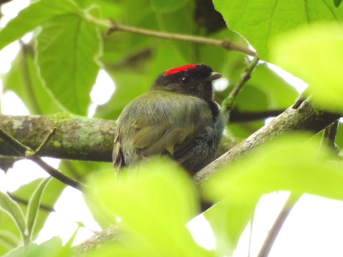 Long-tailed Manakin - ML638409232