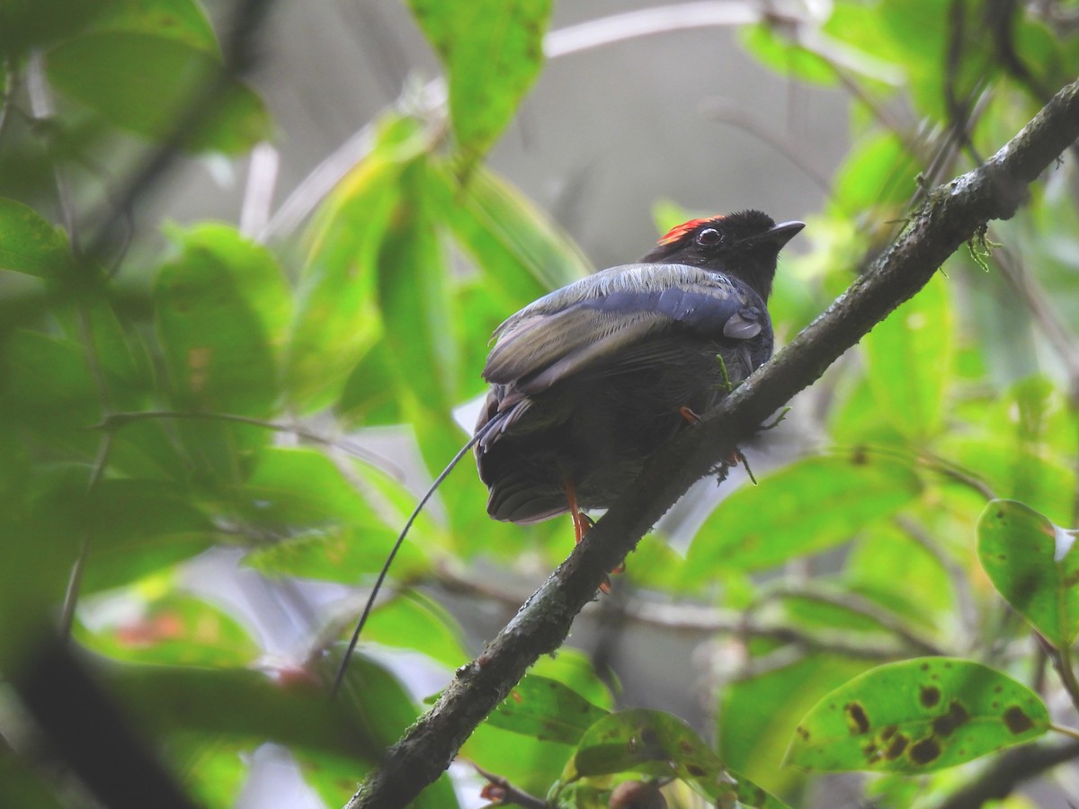 Long-tailed Manakin - ML638409233