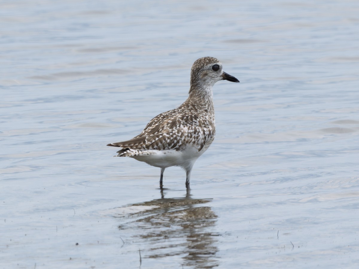 Black-bellied Plover - ML638409234