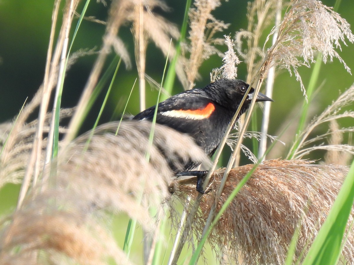 Red-winged Blackbird - ML638409239