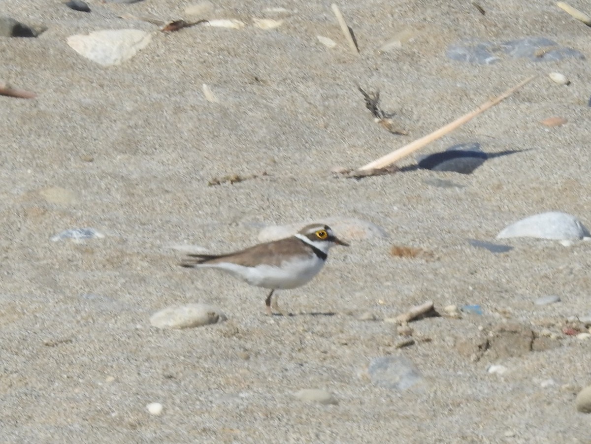 Little Ringed Plover - ML638409254