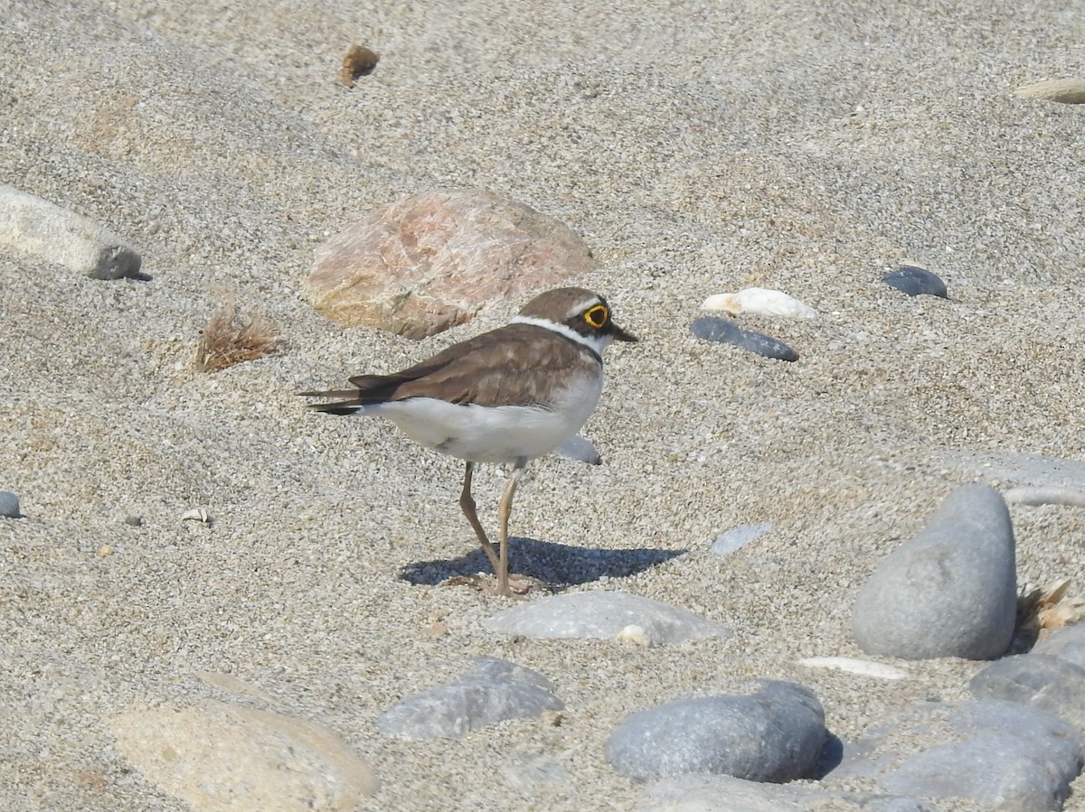 Little Ringed Plover - ML638409255