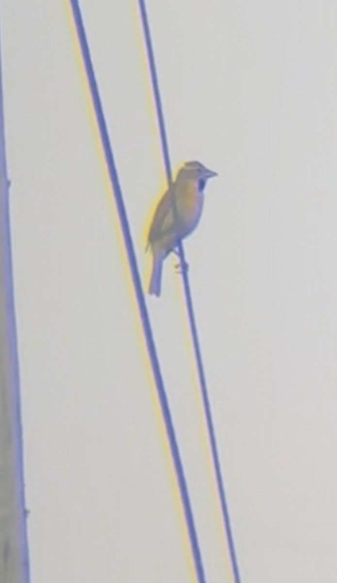 Dickcissel - ML638409270