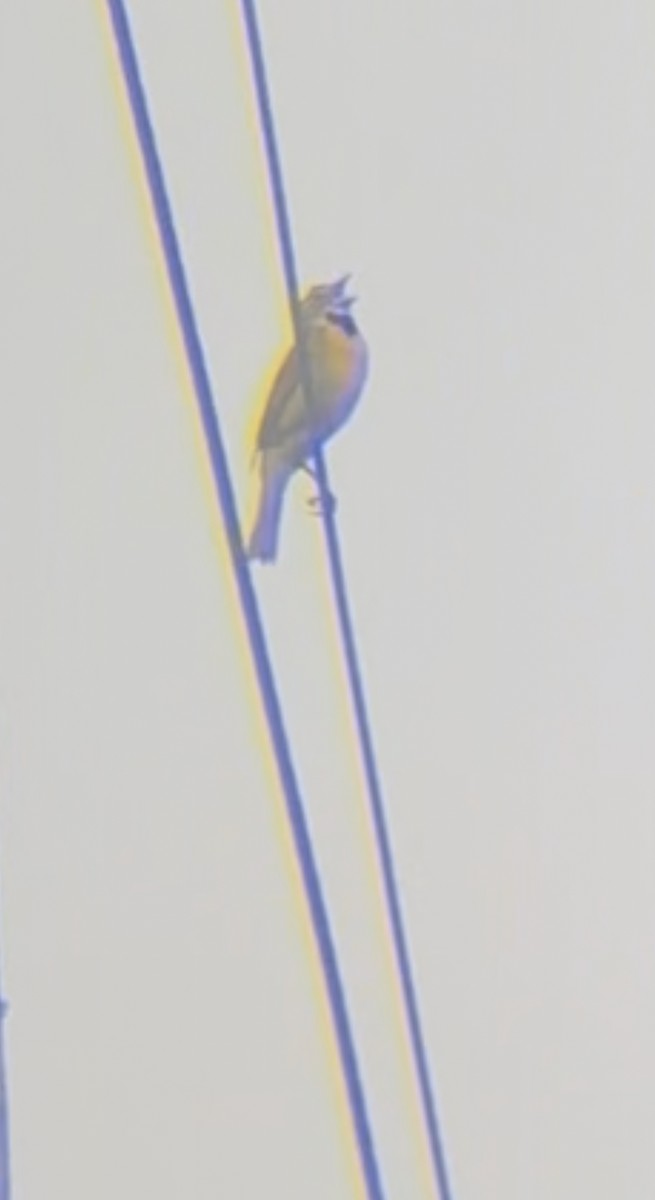 Dickcissel - ML638409271